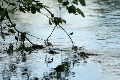 IMG_7063.JPG