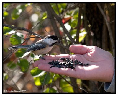 Chickadee.