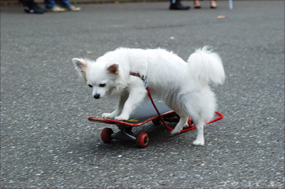 040708 skateboarding dog