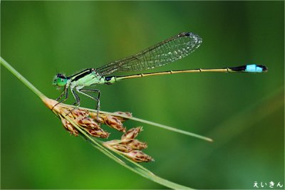 Damselflies