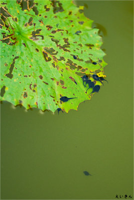 090725_10_tadpole.jpg