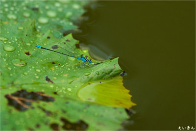 090725_11_tadpole.jpg