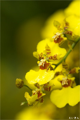 090725_16_yellow_orchid.jpg