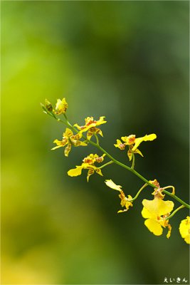 090725_17_yellow_orchid.jpg