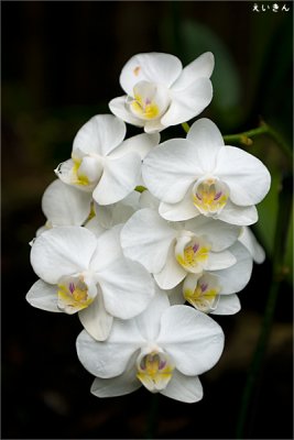 090725_24_white_orchid.jpg