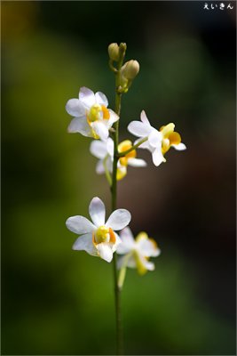 090725_25_small_orchid.jpg