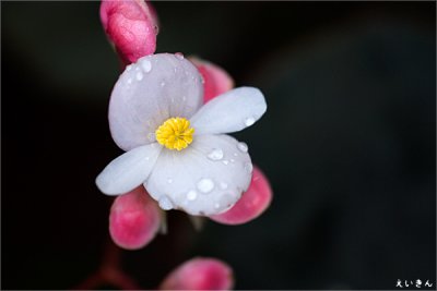 090725_27_white_flower.jpg