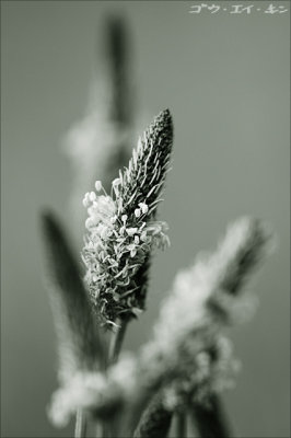 210508 wild flowers