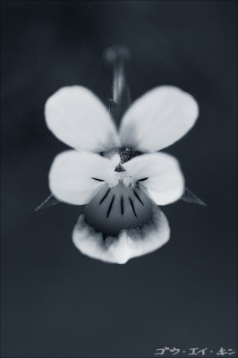 220508 pansy