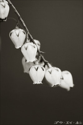 230508 bells