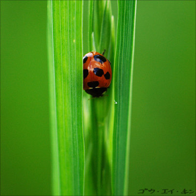 300508 snuggling in the leaf