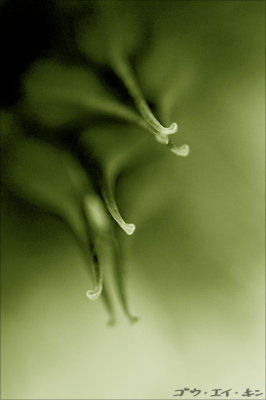 100608 stamen
