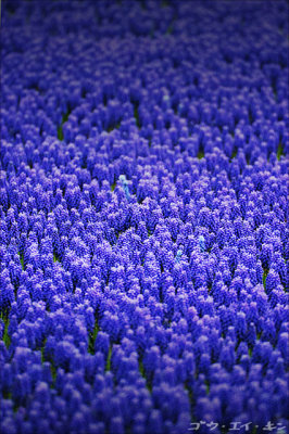 120608 sea of blue
