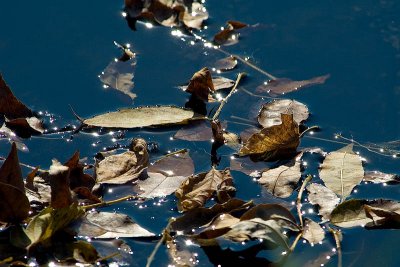 Leaves on the Mill Pond  ~  October 2  [20]