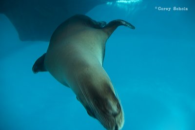 Seal