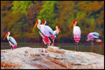 Painted Storks.jpg