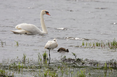 Spoonbill