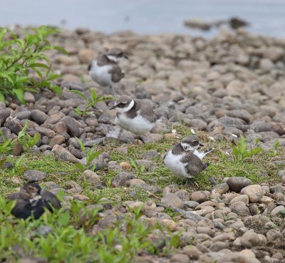 Little Ringed Plover