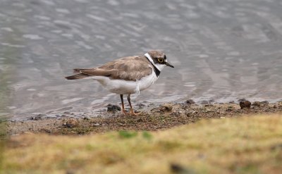 Little Ringed Plover