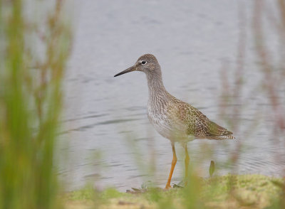 Redshank