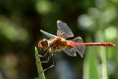 DSC_6924.jpg