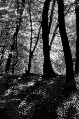 DSC_4312.jpg