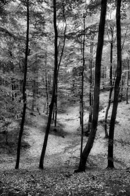 DSC_7219.jpg