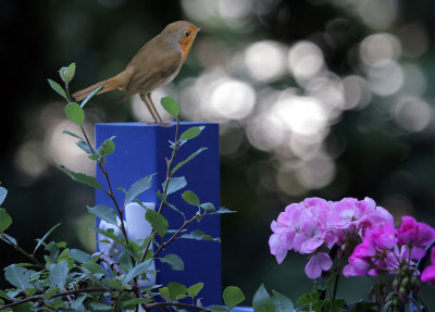 Rotkehlchen / European Robin