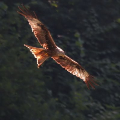  Milan / Red Kite