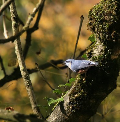 Kleiber / Eurasian Nuthatch