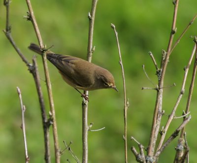 Zilpzalp / Common Chiffchaff