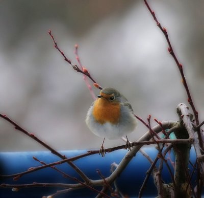 Rotkehlchen / European Robin