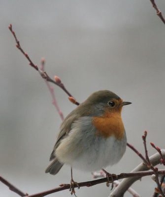 Rotkehlchen / European Robin