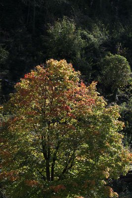 Baum im Langgetli