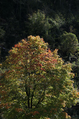 Baum im Langgetli