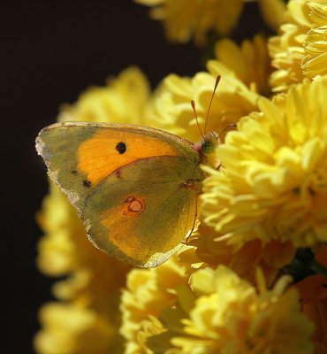 Gelbling (Postillion) auf Chrysanthemen