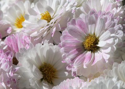 Chrysanthemen