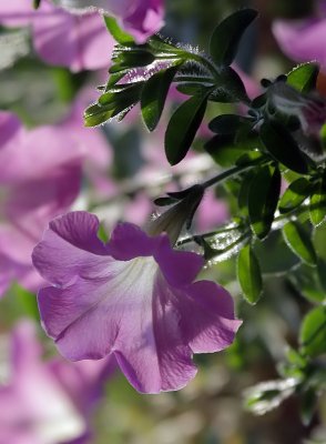 Petunia
