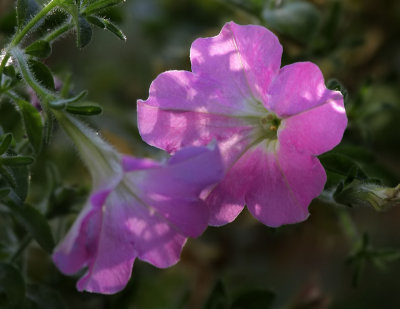 Petunia