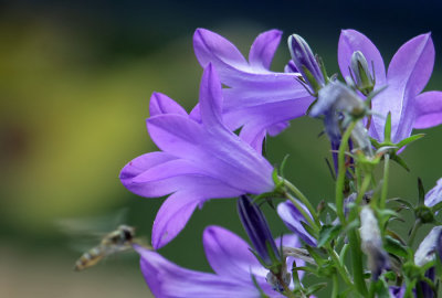 Glockenblumen