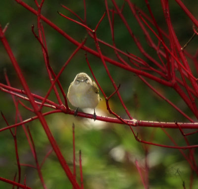 Zilpzalp / Common Chiffchaff