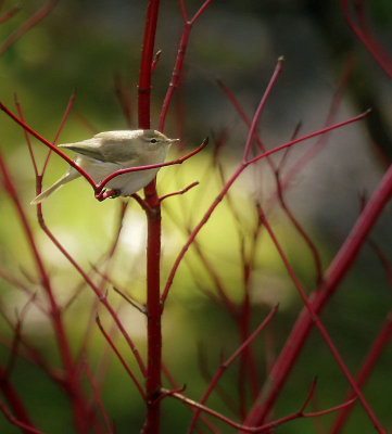 Zilpzalp / Common Chiffchaff