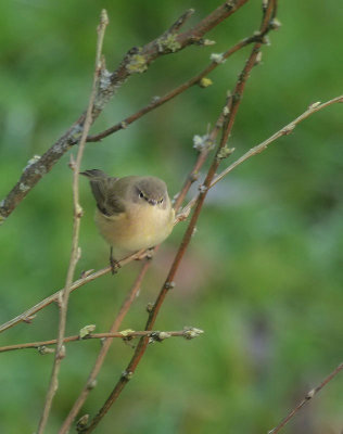 Zilpzalp / Common Chiffchaff