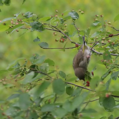 junger Grnfink