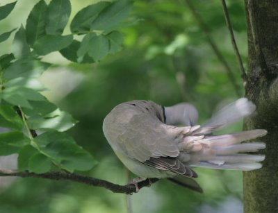 Trkentaube / Eurasian Collared Dove