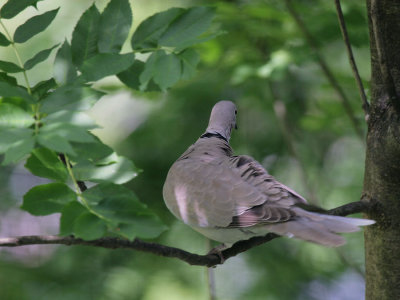 Trkentaube / Eurasian Collared Dove
