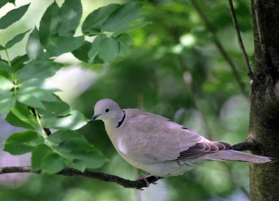 Trkentaube / Eurasian Collared Dove
