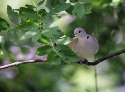 Trkentaube / Eurasian Collared Dove