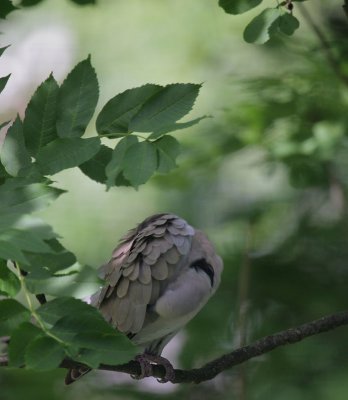 Trkentaube / Eurasian Collared Dove