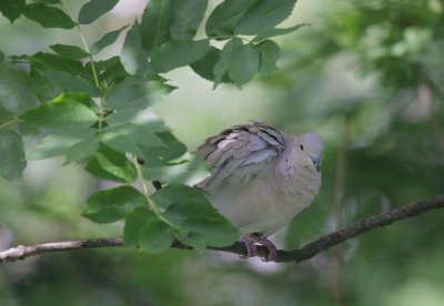 Trkentaube / Eurasian Collared Dove